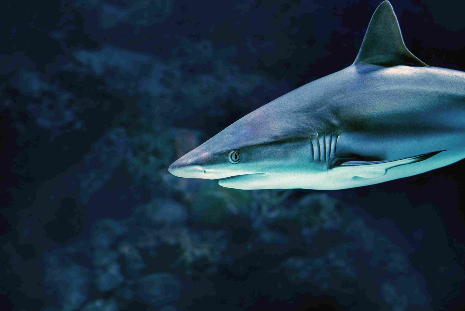 Operation Beluga: A Tale of Animal Rescue